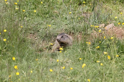 Vacanze Villa Carinzia 37 marmotta
