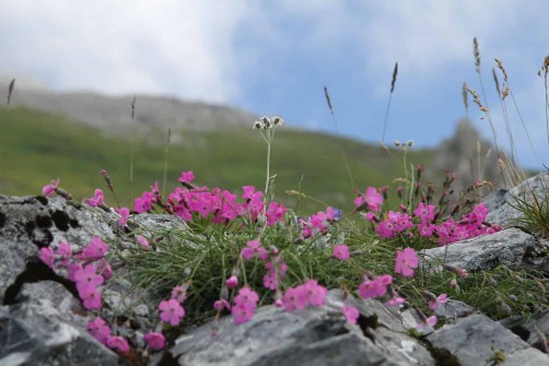 Vacanze Villa Carinzia 39 fiori di roccia