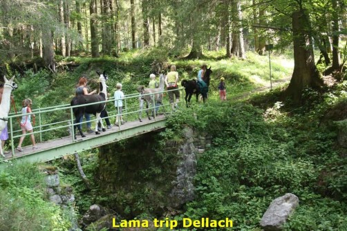 Vacanze Villa Carinzia 25 Lama Trekking Dellach